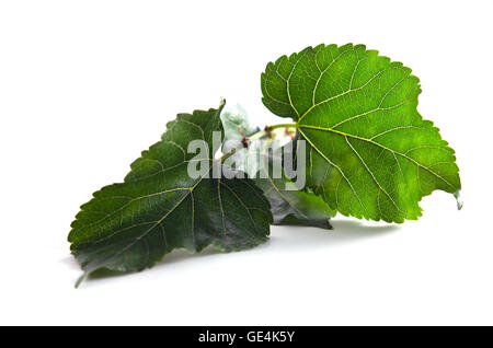 Nahaufnahme der Maulbeere (andere Namen sind MORUS ALBA, Moraceae) Blatt auf weißem Hintergrund Stockfoto