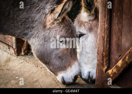 Zwei Esel kuscheln miteinander in einer Scheune auf dem Bauernhof Stockfoto