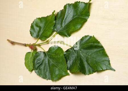 Nahaufnahme der Maulbeere (andere Namen sind MORUS ALBA, Moraceae) Blatt über hölzerne Hintergrund Stockfoto