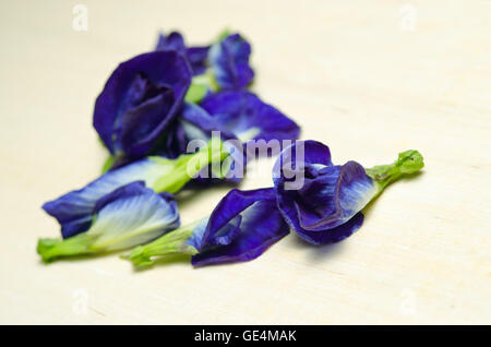 Schmetterlings-Erbse oder blauen Erbse Blumen (Wissenschaft Name Clitoria Ternatea L., andere Namen sind Orchideen-Station, Orchid Travel) isoliert auf Stockfoto