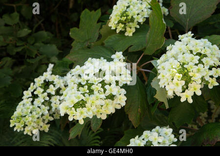 Hydrangea Quercifolia, Oakleaf oder Eiche blätterige Hortensie, in einer geschützten Ecke des Gartens Devon. Stockfoto