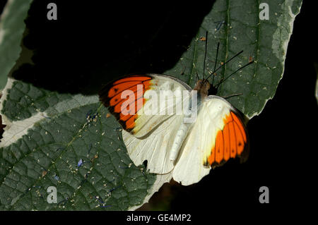 Orange-Tip Schmetterling (Anthocaris Cardamines) – Montreal Botanical Gardens – Quebec. Stockfoto