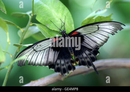 Großer Mormone Schmetterling (Papilio Memnon) – Montreal Botanical Gardens – Quebec. Stockfoto