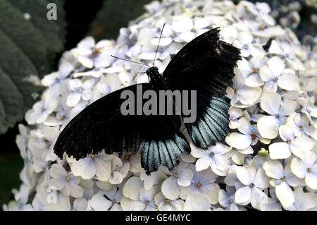 Gemeinsamen Mormone Papilio Polytes ist eine häufige Art der Schwalbenschwanz-Schmetterling in ganz Asien weit verbreitet. Stockfoto