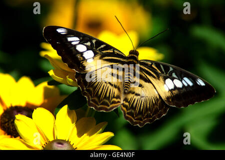 Gelben Clipper Schmetterling (Parthenos Sylvia) aus den Philippinen – Montreal Botanical Gardens – Quebec. Stockfoto