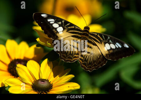 Gelben Clipper Schmetterling (Parthenos Sylvia) aus den Philippinen – Montreal Botanical Gardens – Quebec. Stockfoto