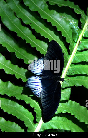 Butterfly Trauermantel (Nymphalis Antiopa) – Montreal Botanical Gardens – Quebec. Stockfoto