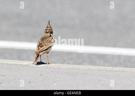 Erklommene Lerche (Galerida Cristata). Russland, Sochi (Adler). Stockfoto