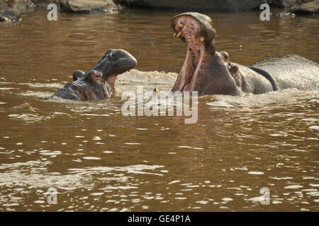 Flusspferde Spiel-kämpfen im Mara River, Masai Mara, Kenia Stockfoto