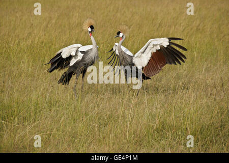 Grey (grau) gekrönt Kraniche tun Paarung Tanz, Masai Mara, Kenia Stockfoto