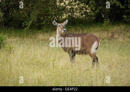 Weiblichen Wasserböcke, Masai Mara, Kenia Stockfoto