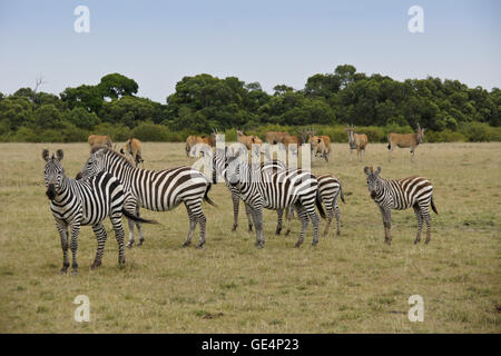 Burchell (gemeinsame, Ebenen) Zebras und gemeinsame Eland, Masai Mara, Kenia Stockfoto