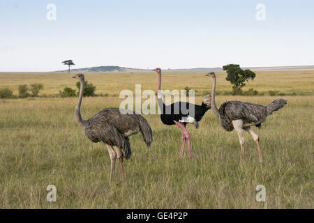 Masai Strauße (ein Männchen, zwei Weibchen), Masai Mara, Kenia Stockfoto