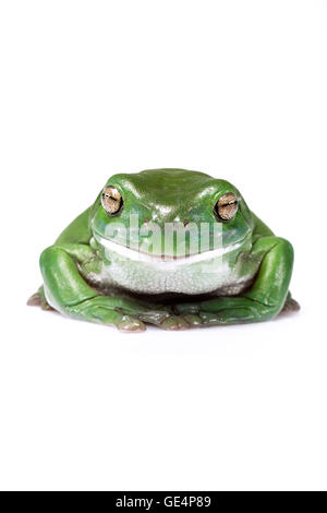 Glücklich Australian Green Tree Frog isoliert auf weiss Stockfoto