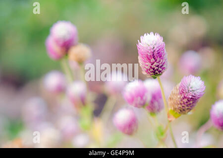 Globe Amaranth Blume im Feld (andere Namen sind Amaranthus, Tampala, Quaste Blume, Flaming Brunnen, Brunnen Pflanze, Joseph Stockfoto