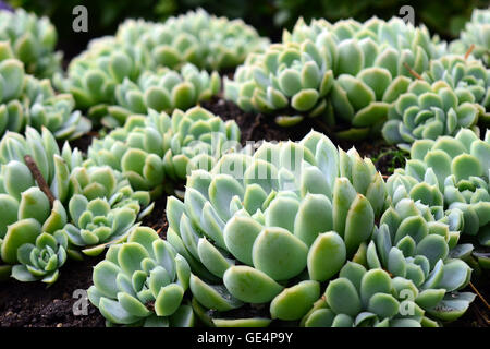 Stone rose (andere Namen sind Hauswurz, Crassulaceae, Hauswurze, Liveforever) Stockfoto