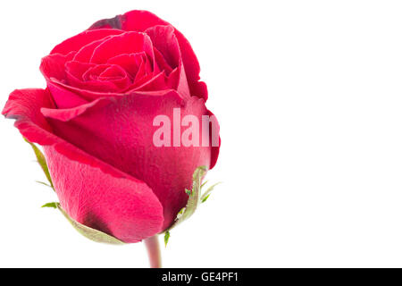 Closeup Rot stieg isolierten auf weißen Hintergrund Stockfoto