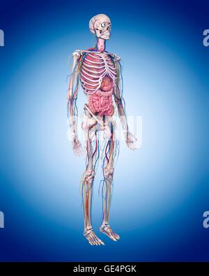 Menschliche Anatomie, Abbildung. Stockfoto