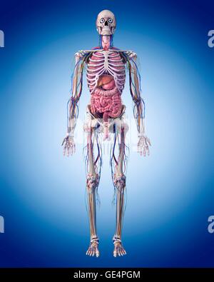 Menschliche Anatomie, Abbildung. Stockfoto