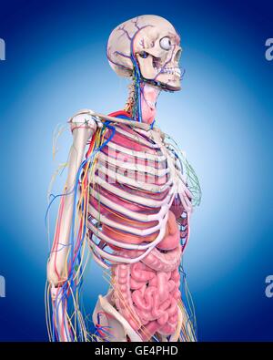 Menschliche Anatomie, Abbildung. Stockfoto