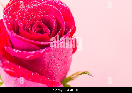 Closeup rote rose mit Wassertropfen auf isolierte Hintergrund Stockfoto