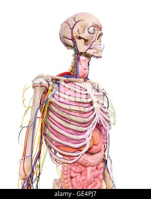 Menschliche Anatomie, Abbildung. Stockfoto