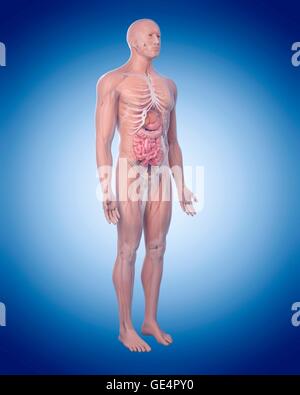 Menschliche Anatomie, Abbildung. Stockfoto