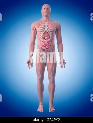 Menschliche Anatomie, Abbildung. Stockfoto