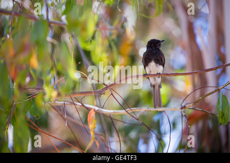 Schwarz Phoebe (Sayornis Nigricans) thront auf einem Ast Stockfoto