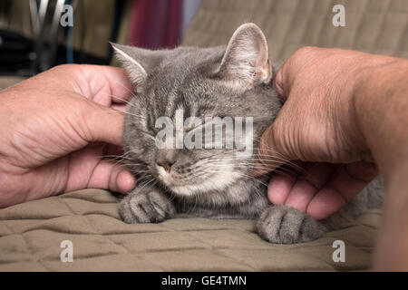 Master Hände streicheln der Katze Stockfoto