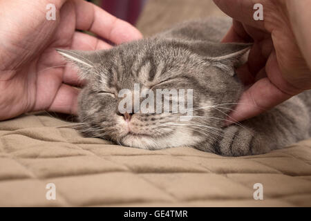 Master Hände streicheln der Katze Stockfoto