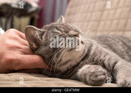 Master Hände streicheln der Katze Stockfoto