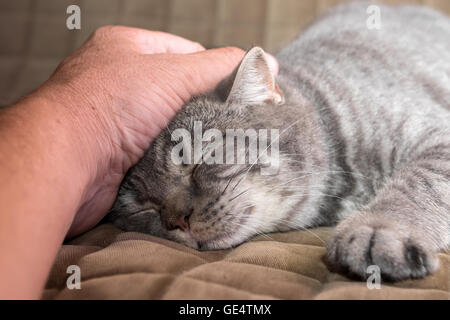 Master Hände streicheln der Katze Stockfoto