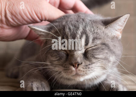 Master Hände streicheln der Katze Stockfoto