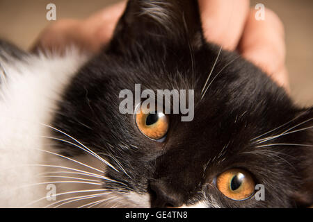 Master Hände streicheln der Katze Stockfoto