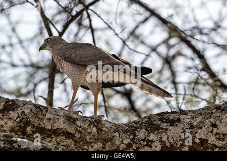 Tansania, Tarangire NP, juvenile östlichen Gesangs-Habicht, Melierax poliopterus Stockfoto