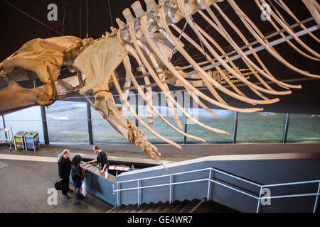 Museu Blau, Museum der Naturwissenschaften, Walskelett im Lobby. Gebäude von Jacques Herzog und Pierre de Meuron, Carrer d Stockfoto