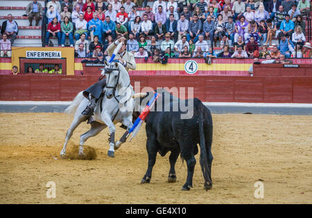 Spanische Stierkämpfer zu Pferd diego Ventura Stierkampf zu Pferde in der Stierkampfarena von Jaen, Spanien Stockfoto