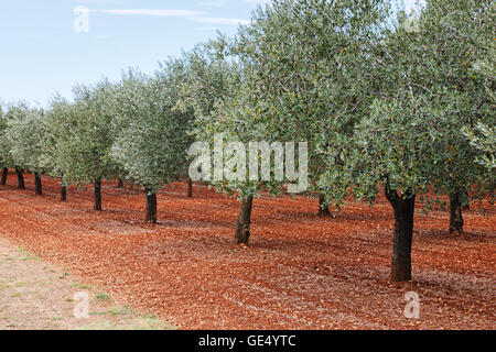 Olive Plantage. Olivenbäume in Folge. Stockfoto