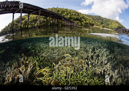 Eine gesunde, seichten Korallenriff wächst in der Nähe von einem Holzsteg aus einer Insel in einem abgelegenen Teil von Raja Ampat, Indonesien. Stockfoto