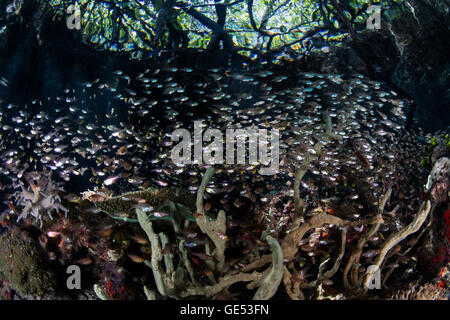 Kleiner Fisch Schwarm entlang der Kante von einem Mangrovenwald in Raja Ampat, Indonesien. Mangroven dienen als Baumschulen für viele Tierarten. Stockfoto