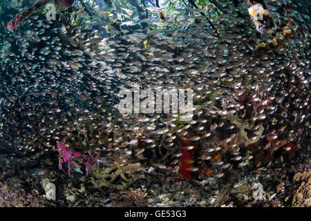 Kleiner Fisch Schwarm entlang der Kante von einem Mangrovenwald in Raja Ampat, Indonesien. Mangroven dienen als Baumschulen für viele Tierarten. Stockfoto