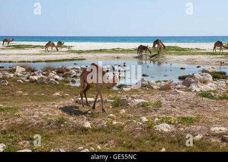 Bild der Kamele an einem Strand in Dhofar, Oman. Stockfoto