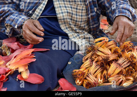 Frauen Kommissionierung & Sortierung Kapok Blumen auf Donsao Insel Laos, zarten Blätter, Knospen & Obst gegessen. Samen werden geröstet & verwendet zu Stockfoto