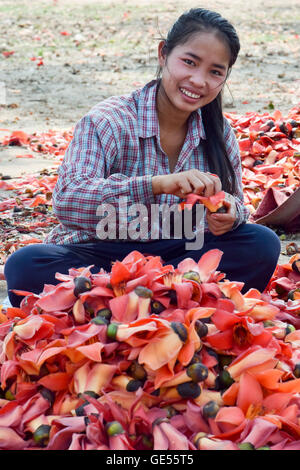 Frauen Kommissionierung & Sortierung Kapok Blumen auf Donsao Insel Laos, zarten Blätter, Knospen & Obst gegessen. Samen werden geröstet & verwendet zu Stockfoto