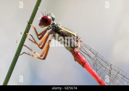 Eine männliche kleine Red Damselfly (Ceriagrion Tenellum) am gemeinsamen NNR Thursley Stockfoto