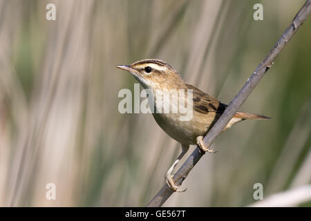 Eine juvenile Schilfrohrsänger (Acrocephalus Schoenobaenus) auf einem Reed-Stiel Stockfoto