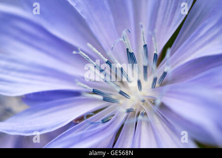 Nahaufnahme einer Blüte die Wegwarte (Cichorium intybus) Stockfoto