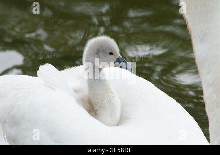 Höckerschwan [Cygnus Olor] trägt ein Baby auf dem Rücken auf dem Fluss Ant, The Norfolk Broads, UK Stockfoto