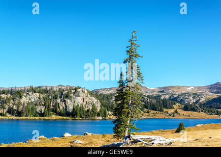 Kiefer auf einem Seeufer im Shoshone National Forest in Wyoming, USA Stockfoto